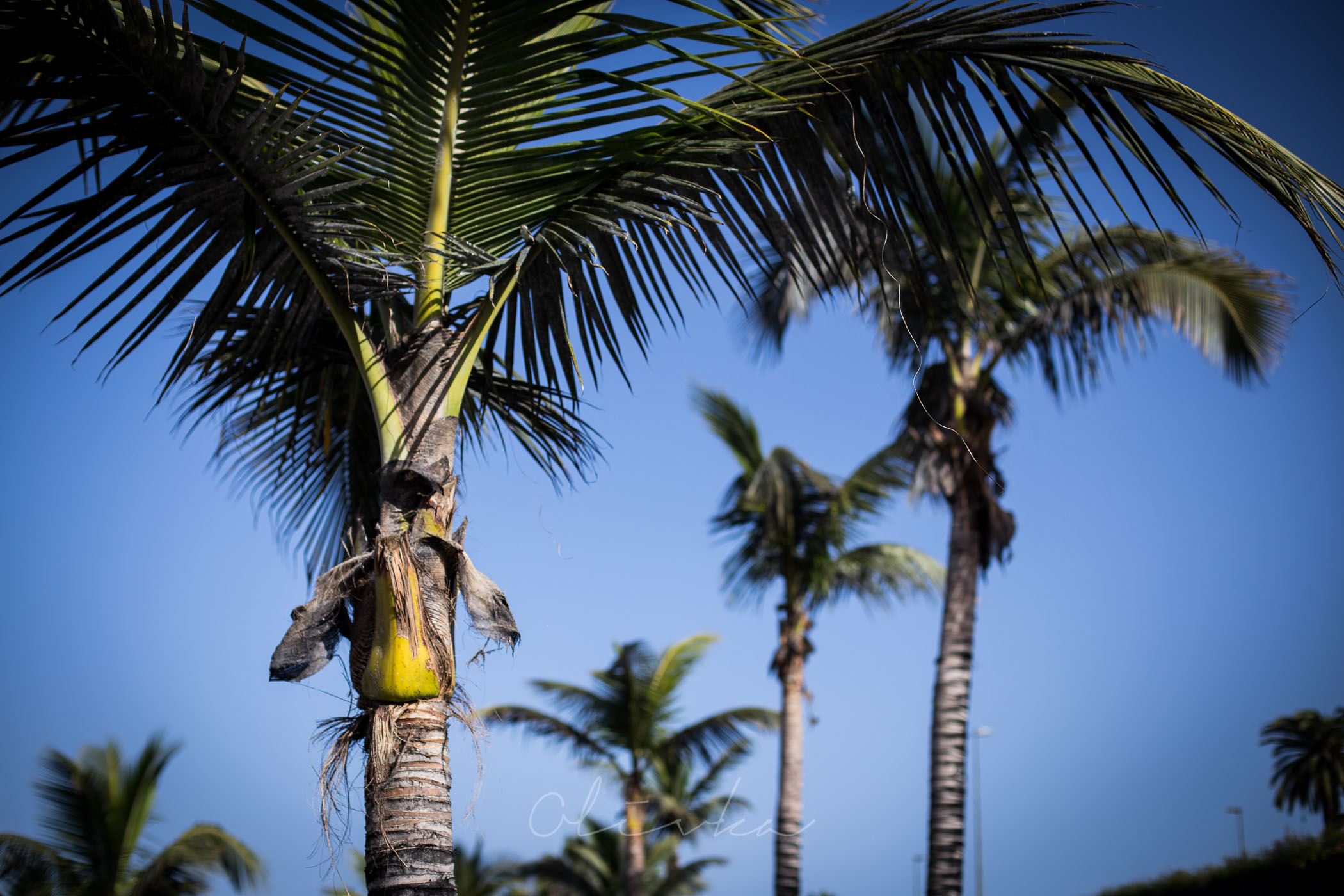 Korony plam na plaży La Arena