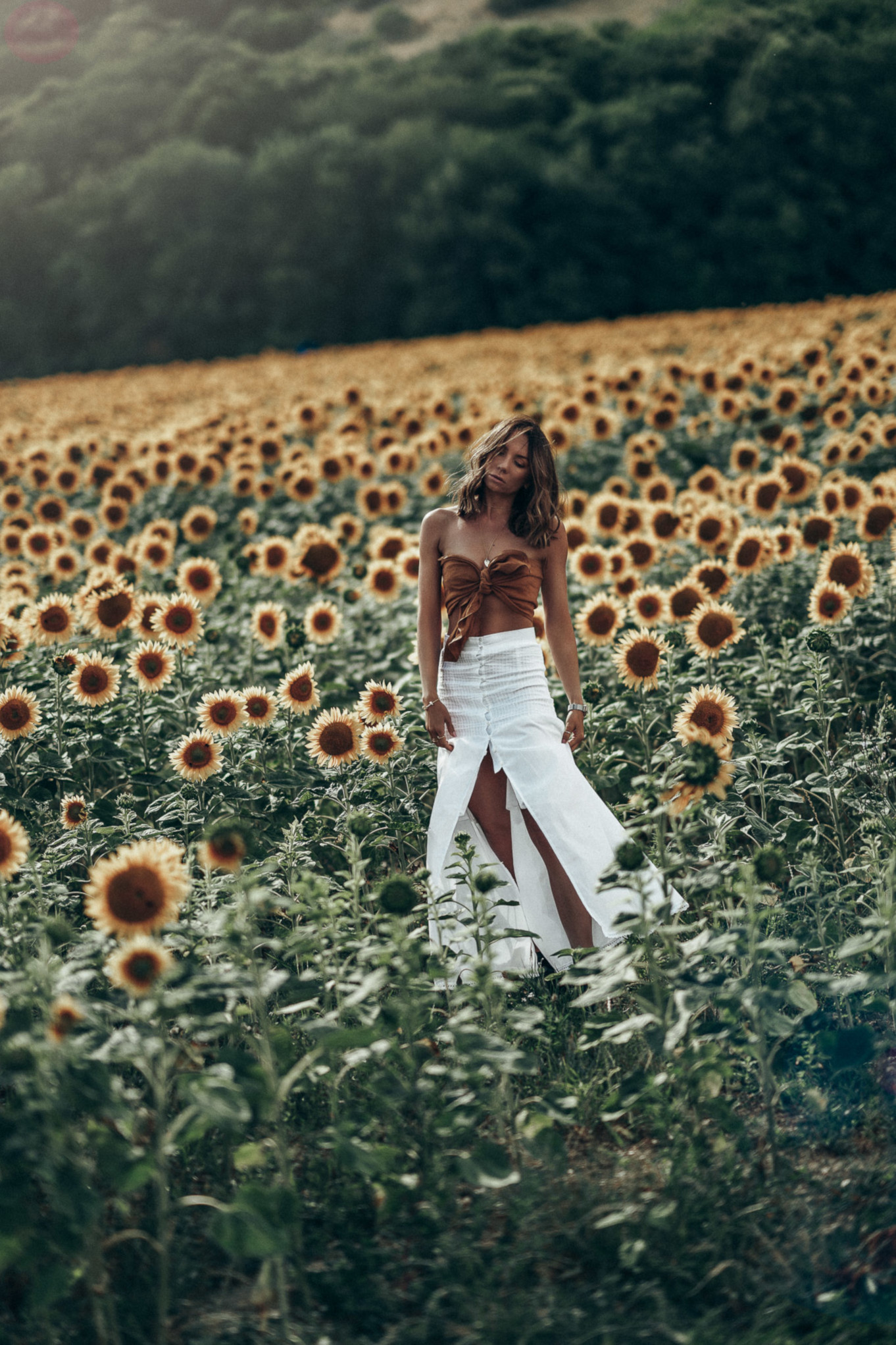Pola słoneczników w południowym rejonie Moraw czeskich 
