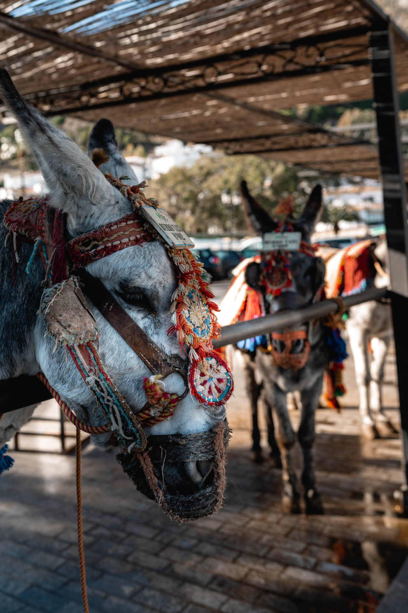 mijas andaluzja, ośle taksówki, najpiękniejsze miasteczka w andaluzji